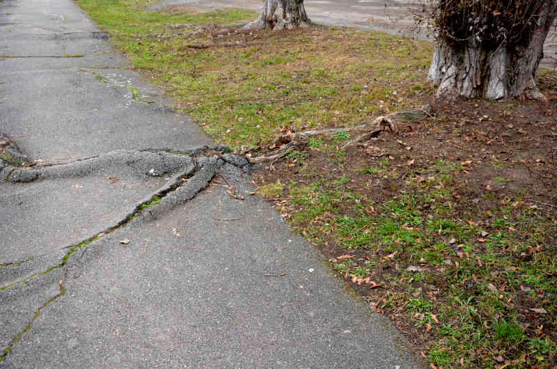 Tree roots damaging sidewalk because the trees were misplanted